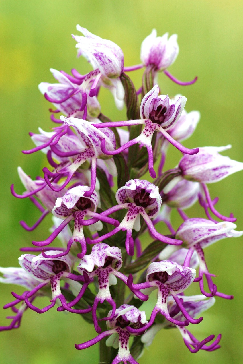 orchis simia flowers scrubland free photo