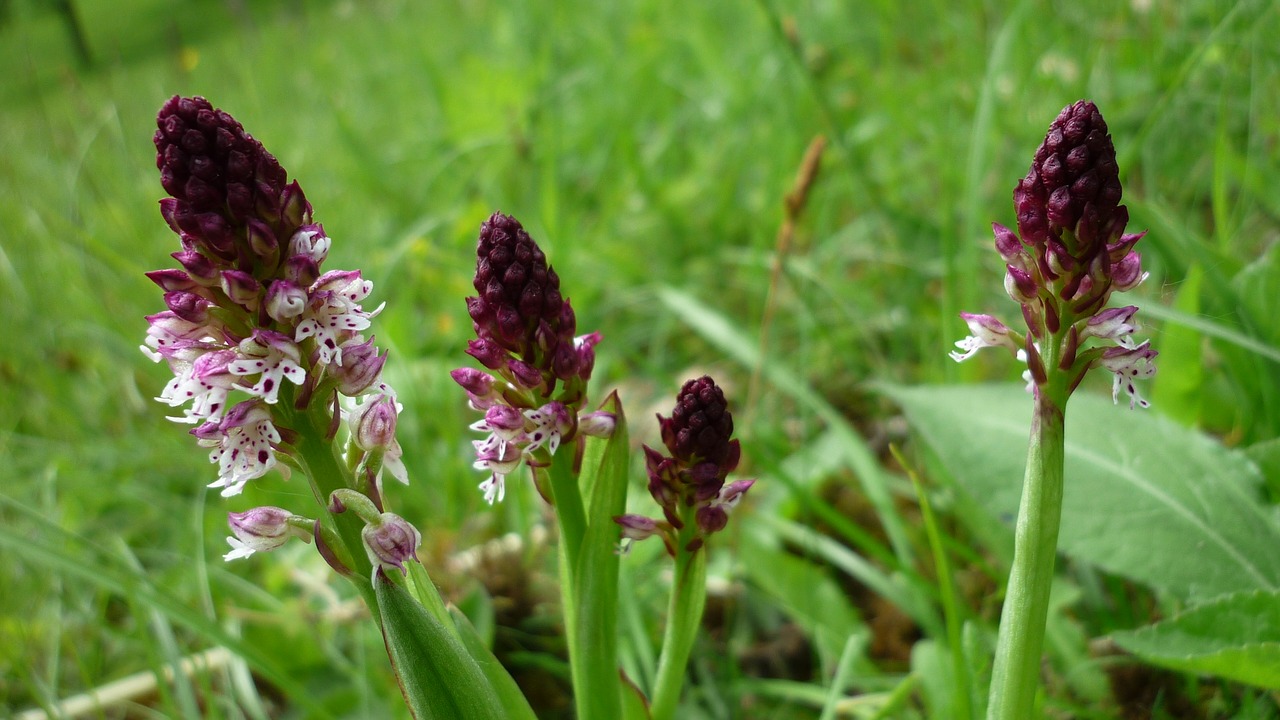 orchis ustulata brand boys herb orchids flowers free photo