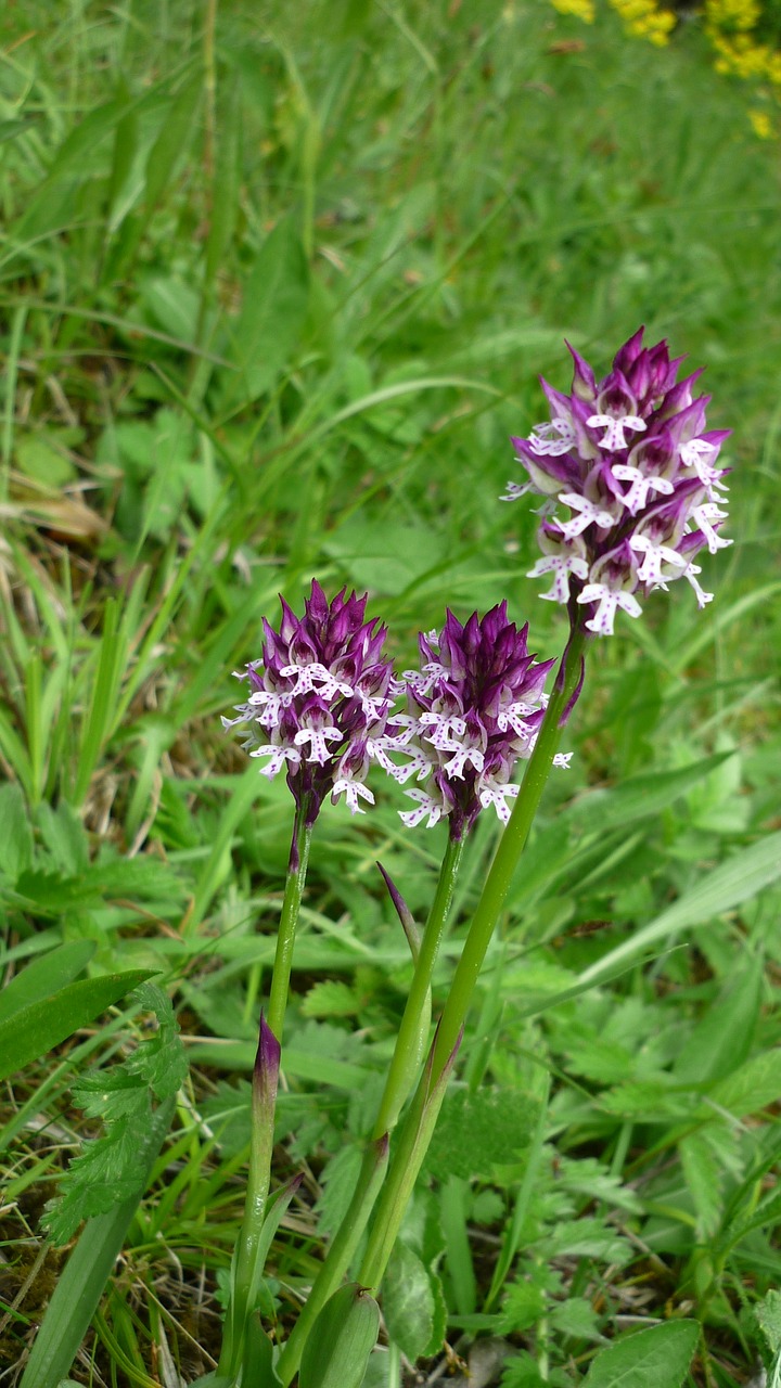 orchis ustulata brand boys herb german orchid free photo