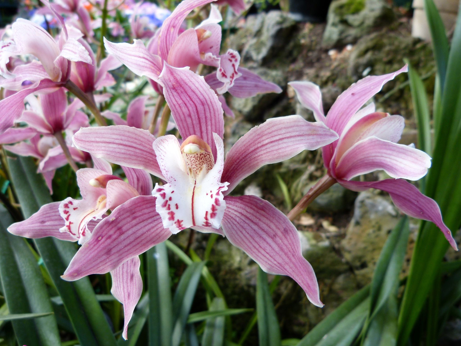 orchid flower pink free photo