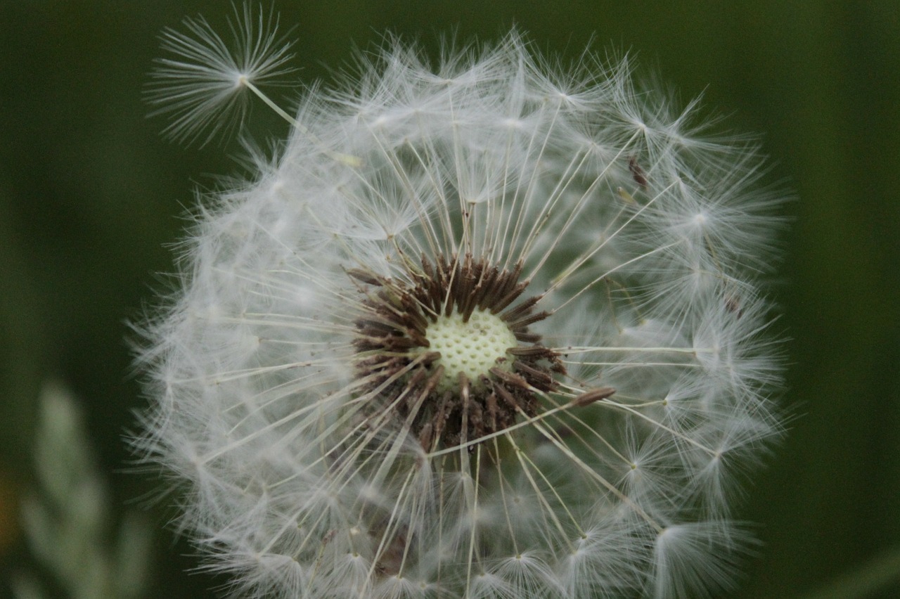 ordinary dandelion pointed flower free photo