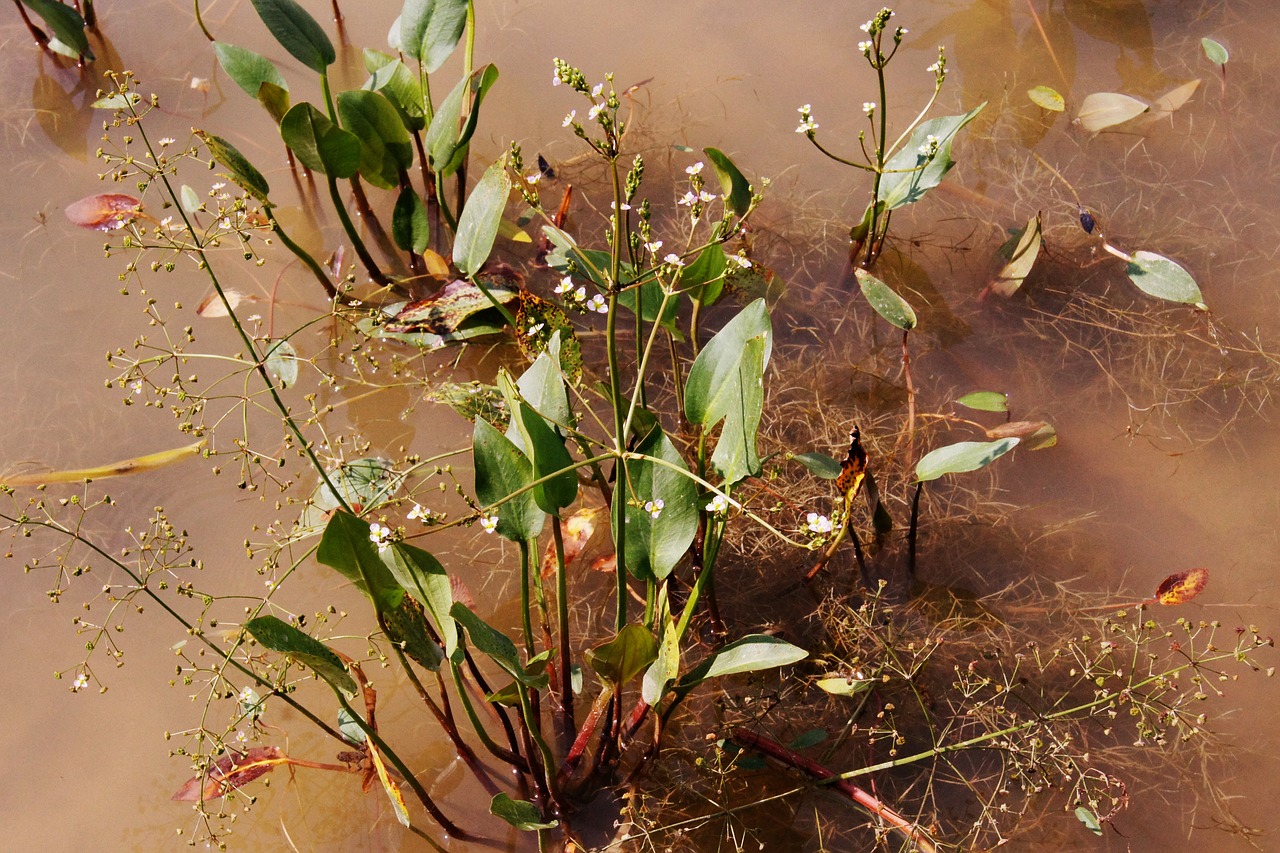 ordinary frog spoon plantago-aquatica alisma marsh plant free photo
