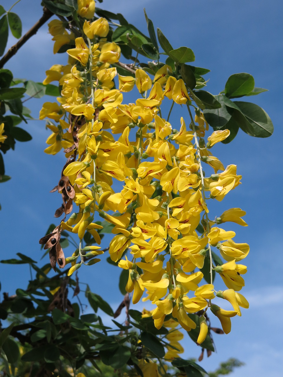 ordinary gold rain  laburnum anagyroides  yellow flowers free photo