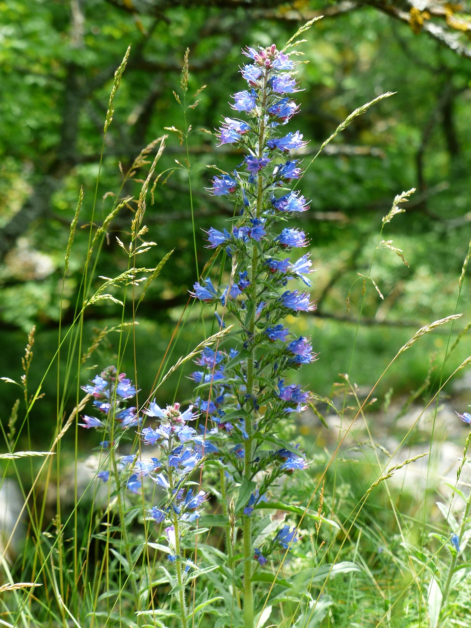 ordinary natternkopf snake head flower free photo