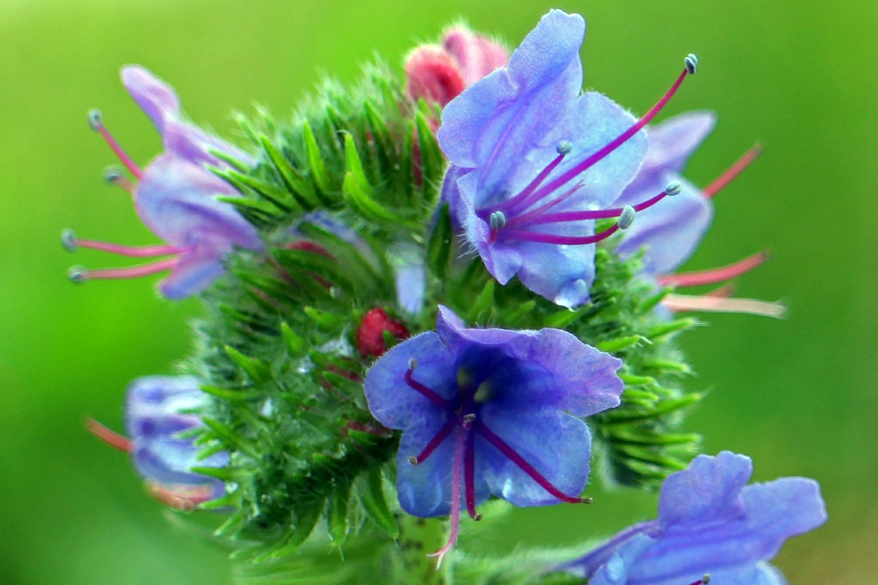 ordinary natternkopf flower snake head free photo