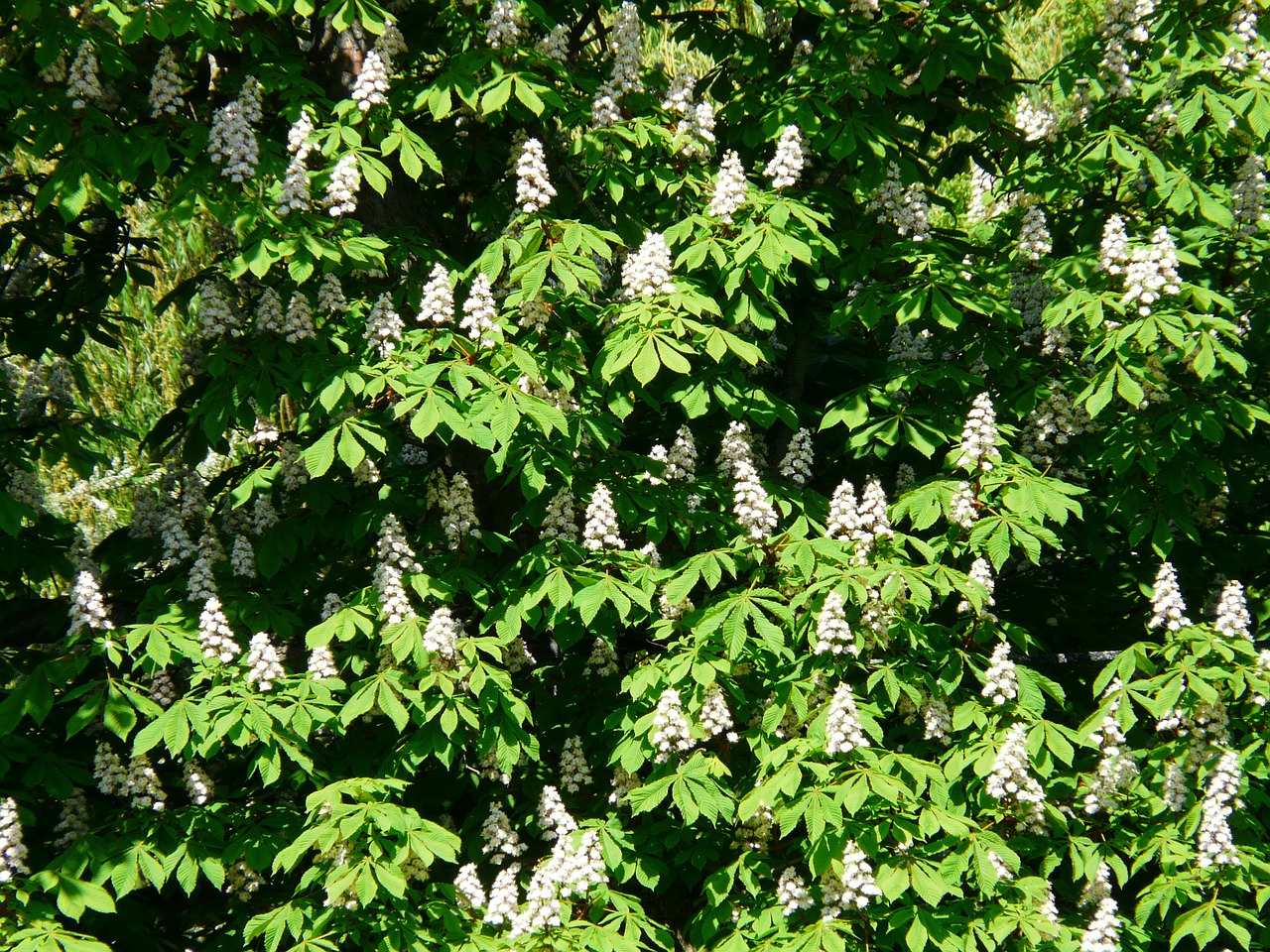 ordinary rosskastanie chestnut tree free photo
