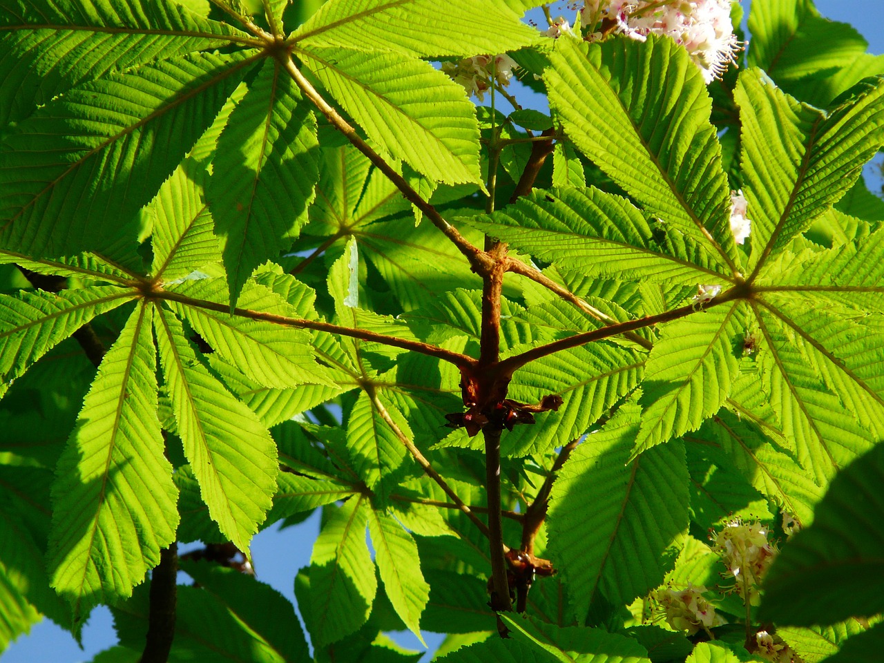 ordinary rosskastanie leaves chestnut free photo