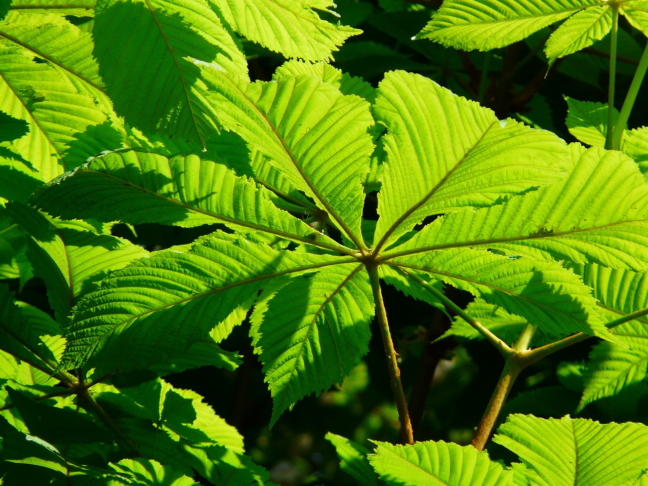ordinary rosskastanie leaves chestnut free photo