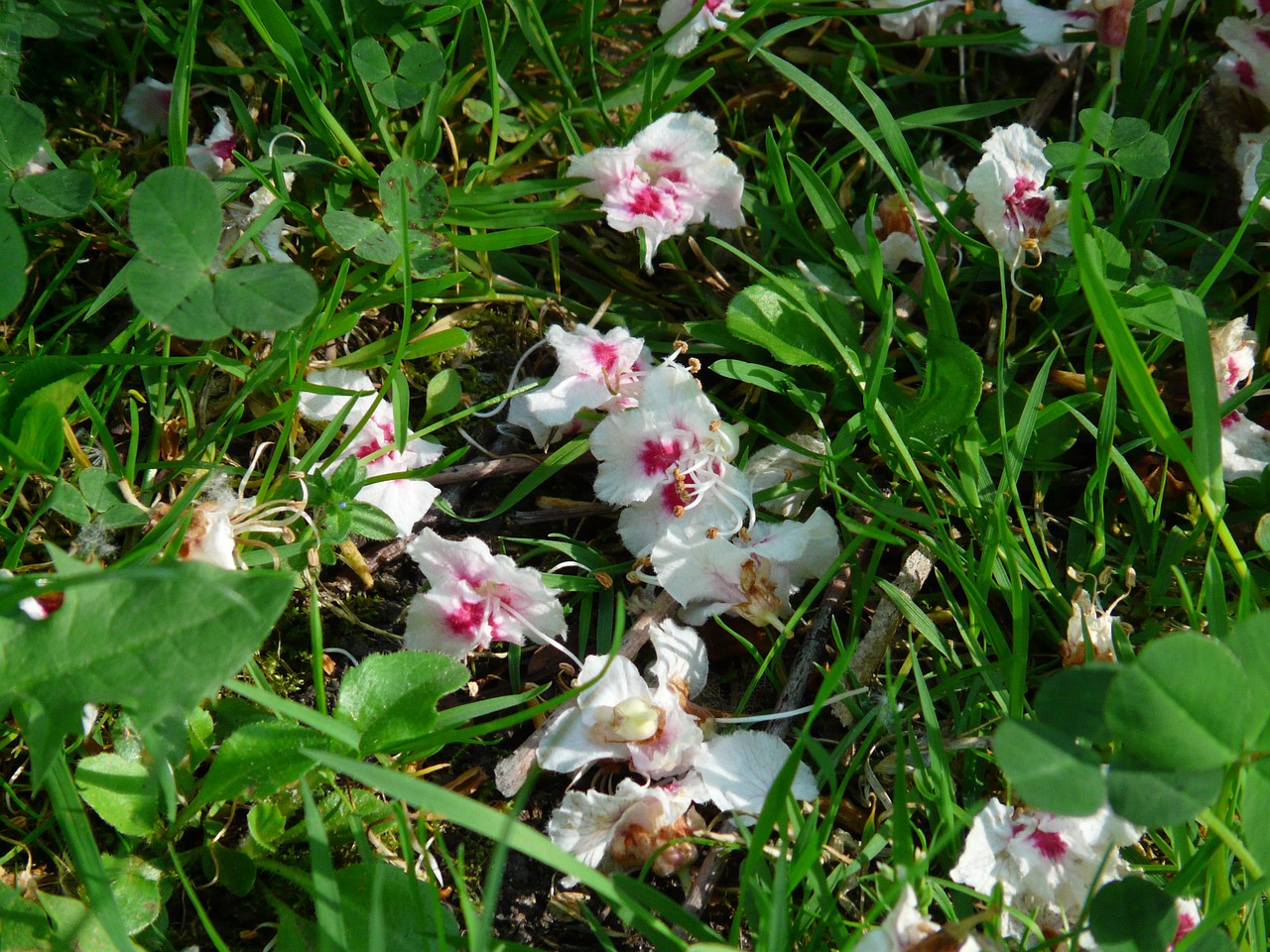 ordinary rosskastanie flowers grass free photo