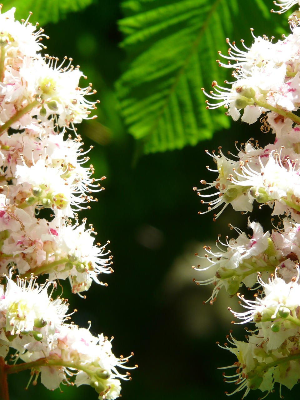 ordinary rosskastanie chestnut flowers free photo