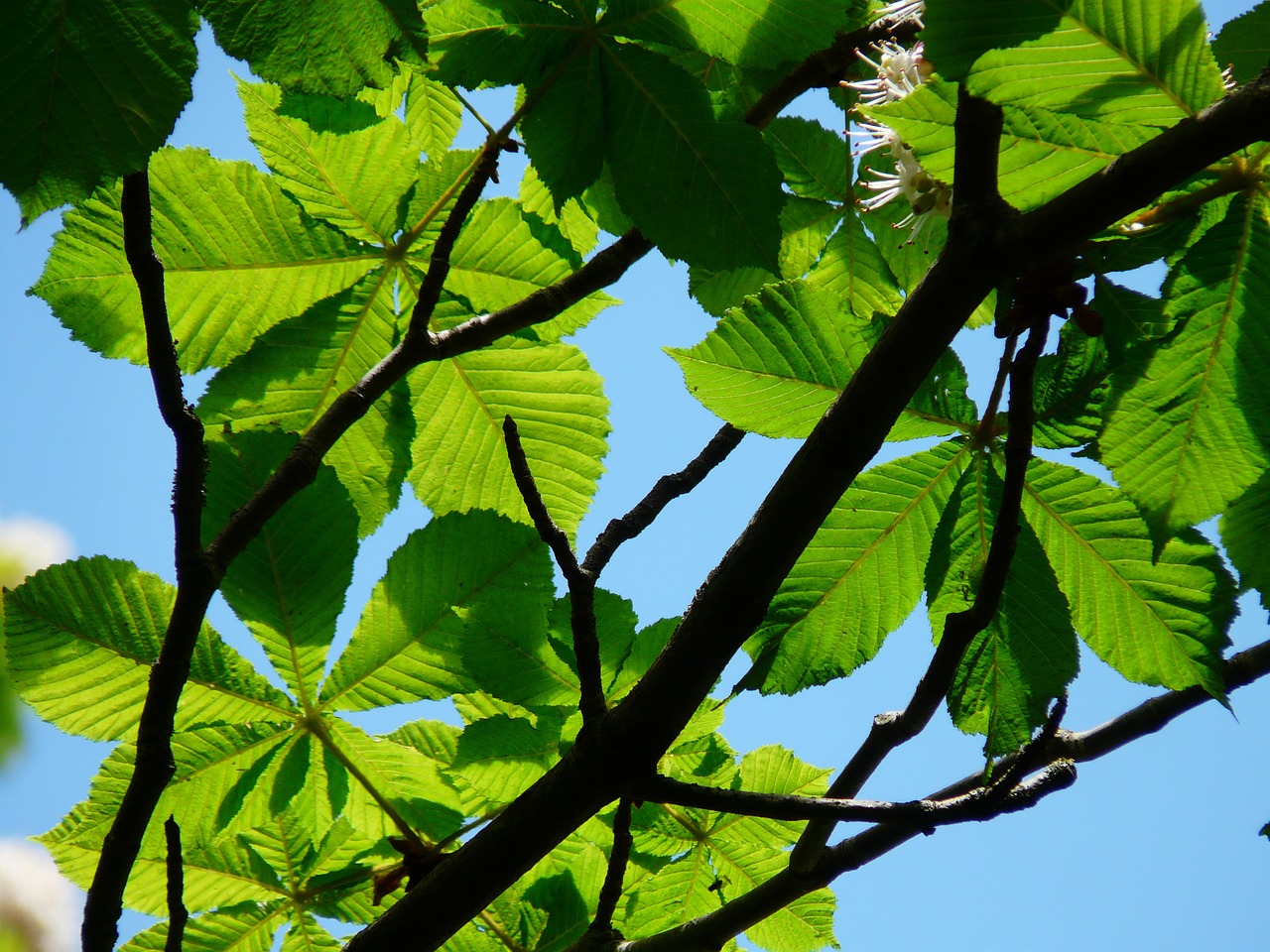 ordinary rosskastanie branches flowers free photo