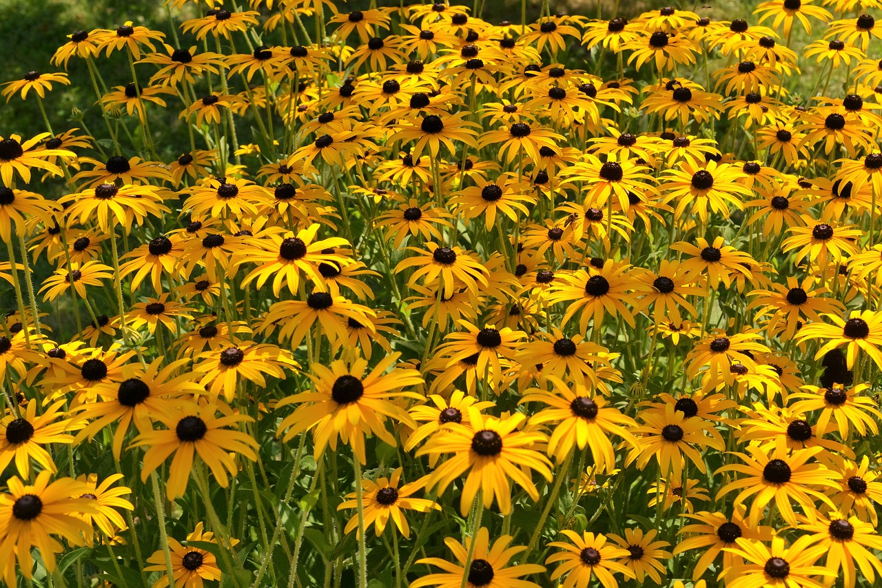 ordinary sonnenhut rudbeckia fulgida shining coneflower free photo