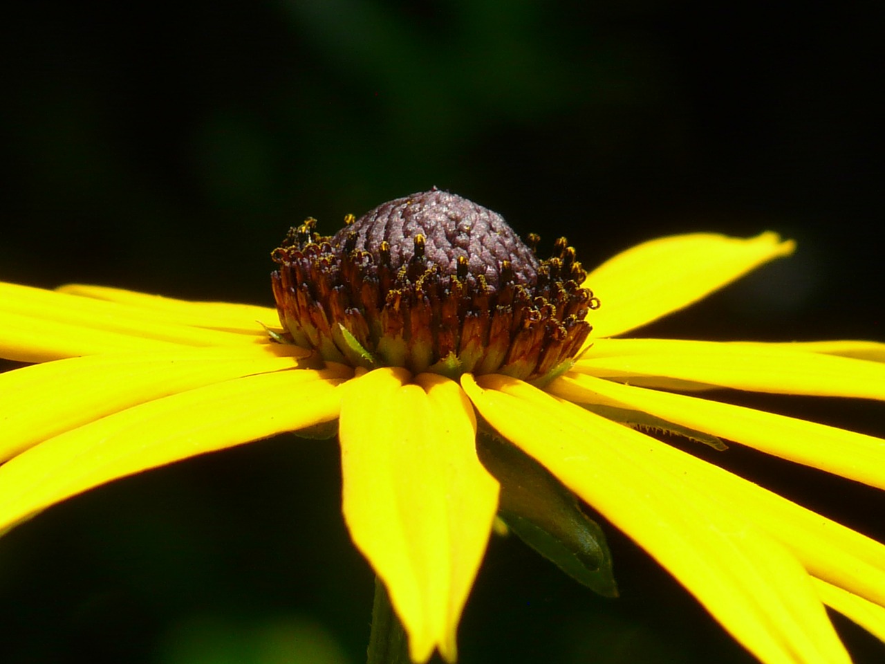 ordinary sonnenhut,flower,blossom,bloom,plant,yellow,rudbeckia fulgida,shining coneflower,rudbeckia,daisy family,asteraceae,free pictures, free photos, free images, royalty free, free illustrations, public domain