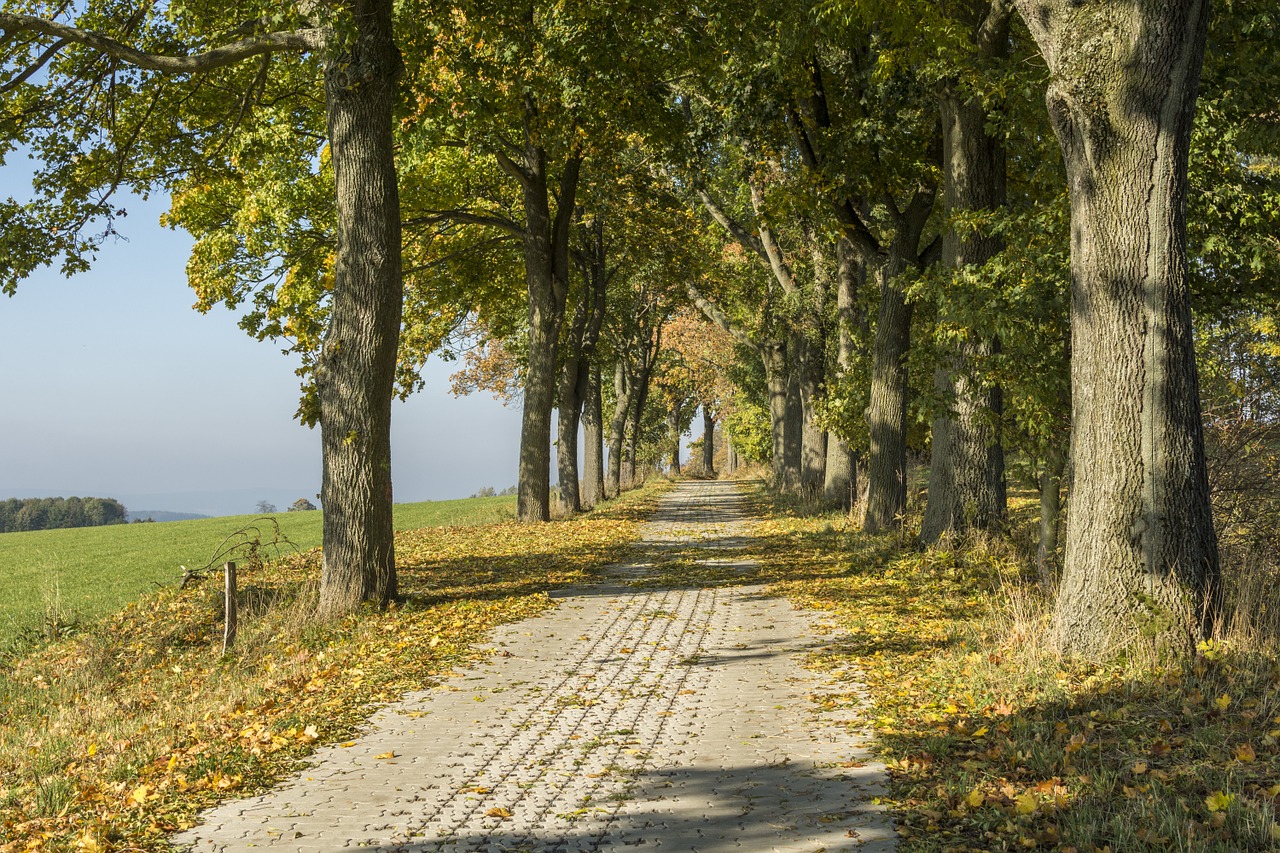 ore mountains autumn scheibenberg free photo