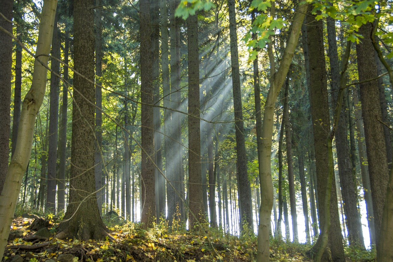 ore mountains scheibenberg forest free photo