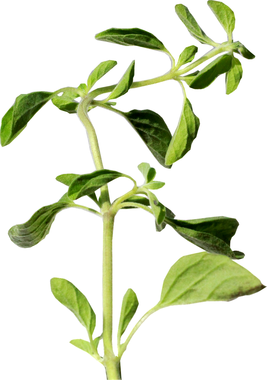 oregano herb green free photo