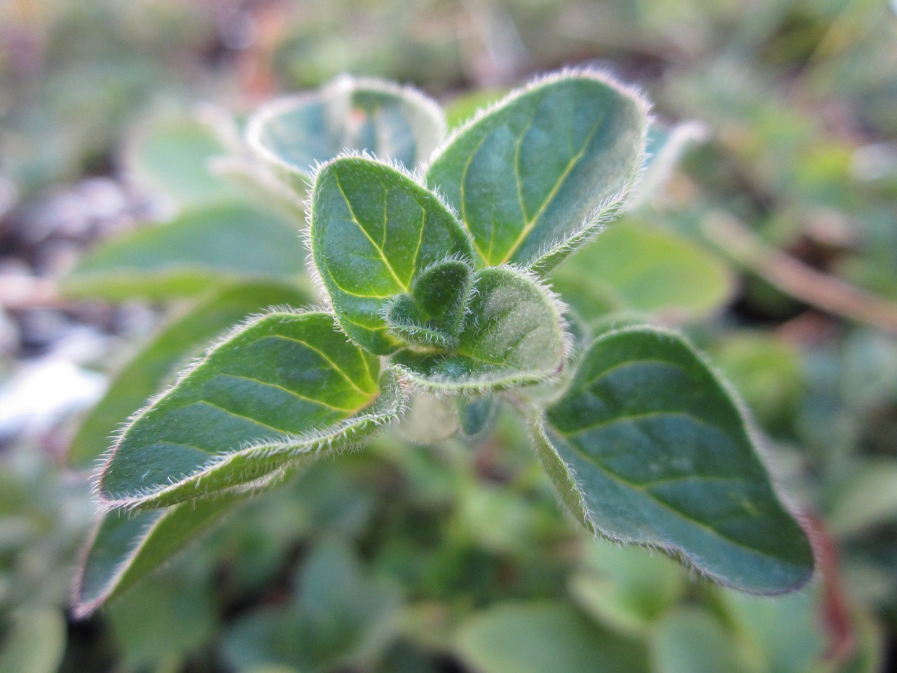 oregano herb plant free photo