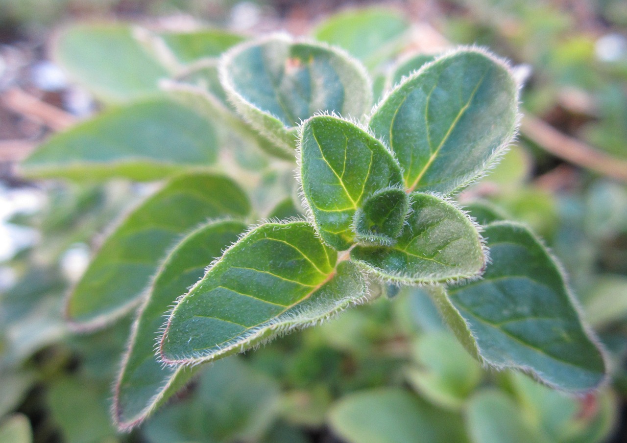 oregano herb plant free photo