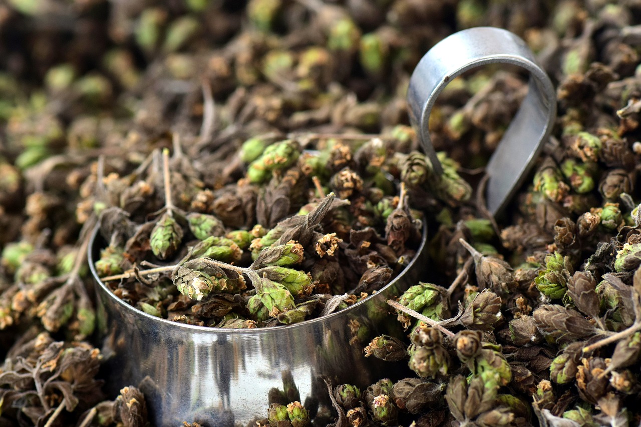 oregano spice herbs free photo