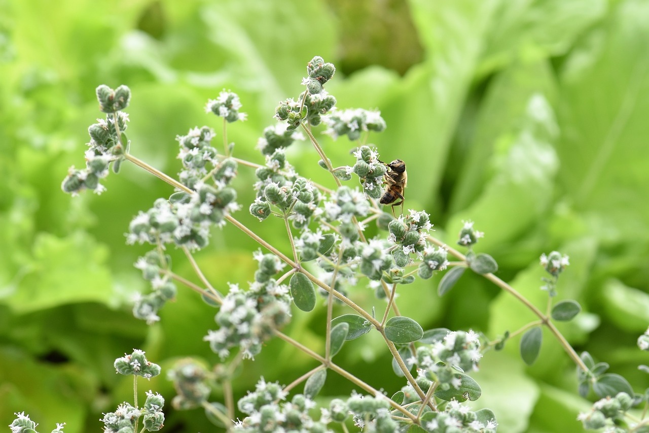 oregano herb spice free photo