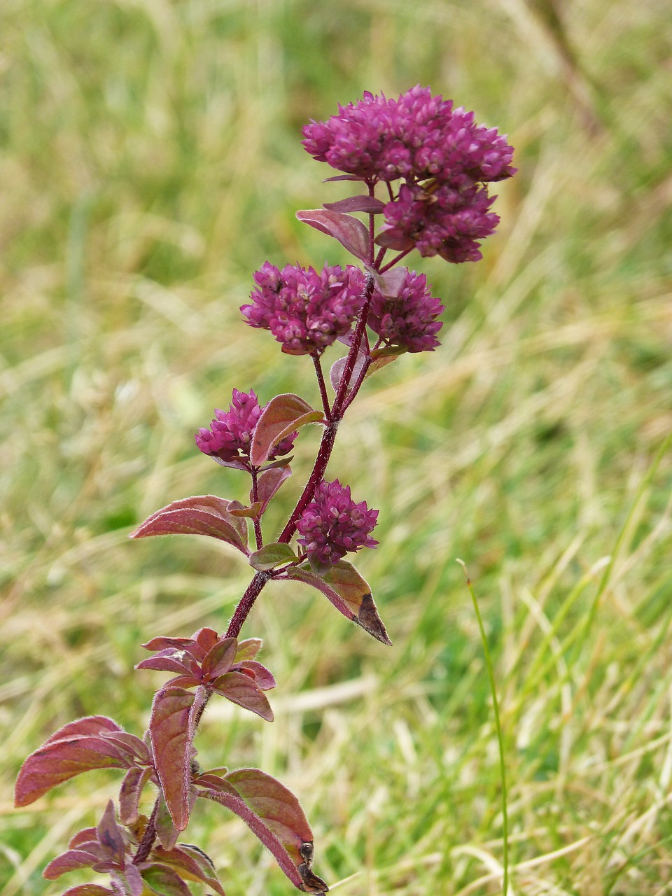 oregano medicinal plant plant wildlife free photo