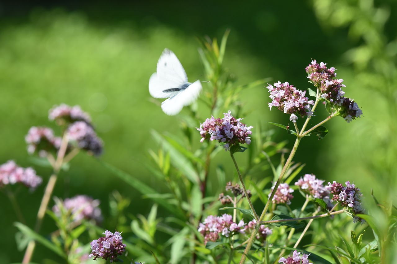 oregano  butterfly  garden free photo