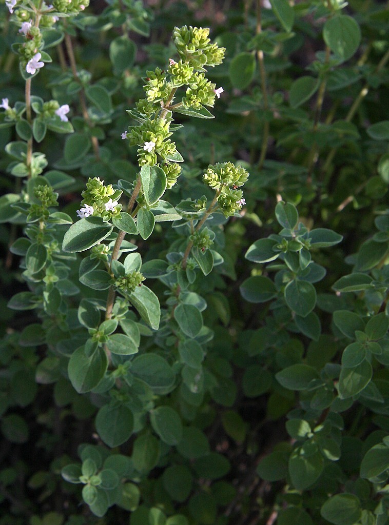 oregano herbs plant free photo