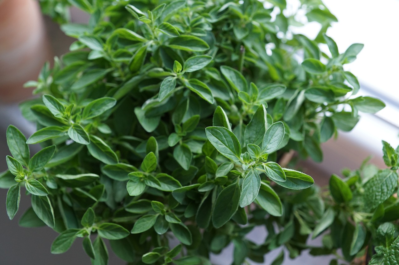 oregano herbs kitchen free photo