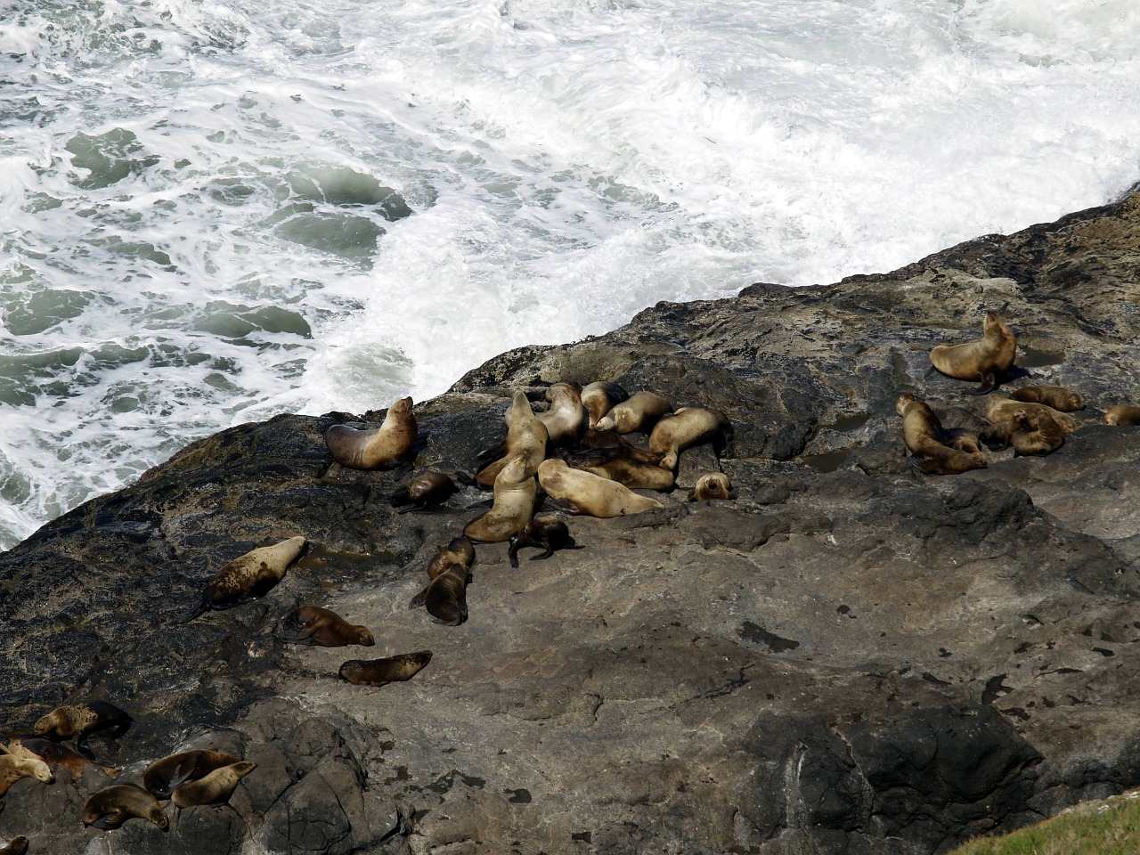 oregon coast shoreline free photo