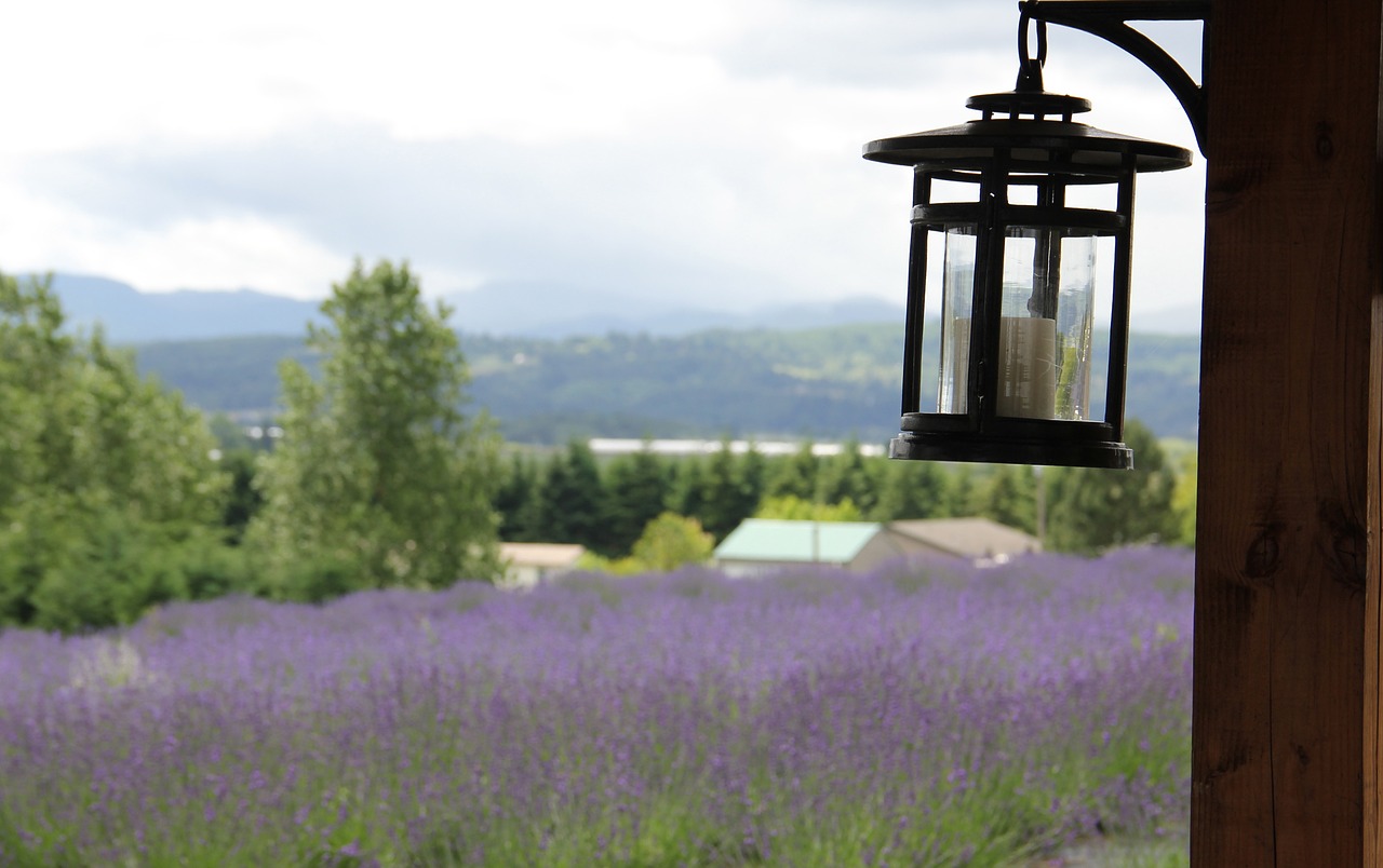 oregon landscape lavender free photo