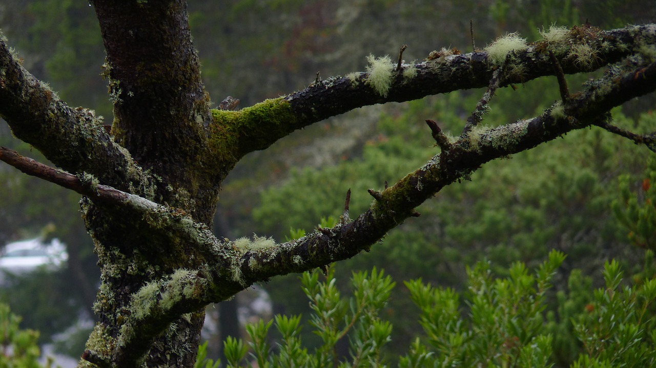 oregon pacific northwest tree free photo