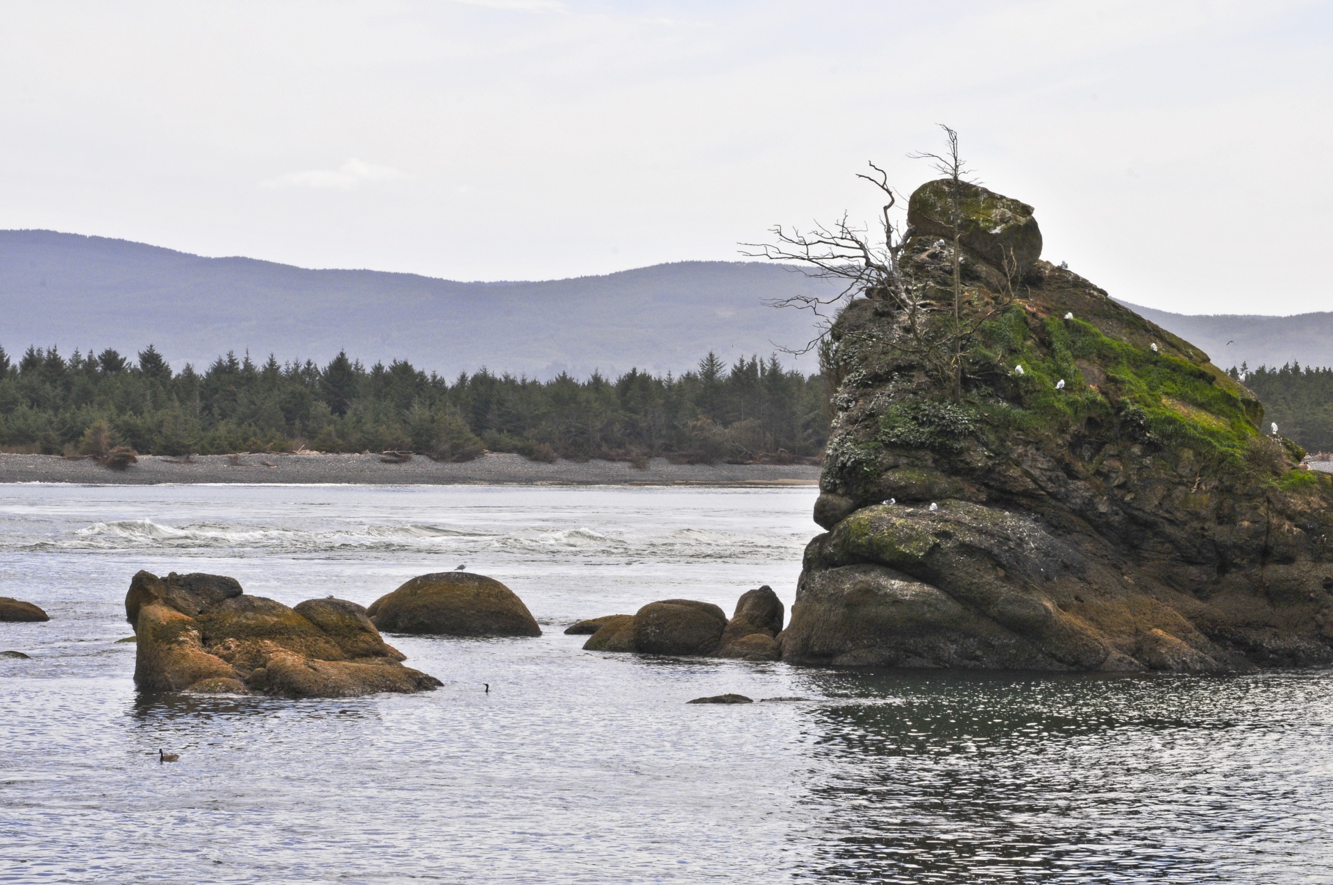 oregon coast rocks free photo