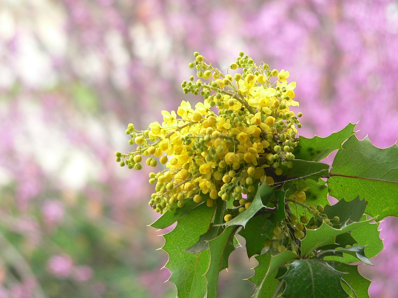 oregon grape flower shrub free photo