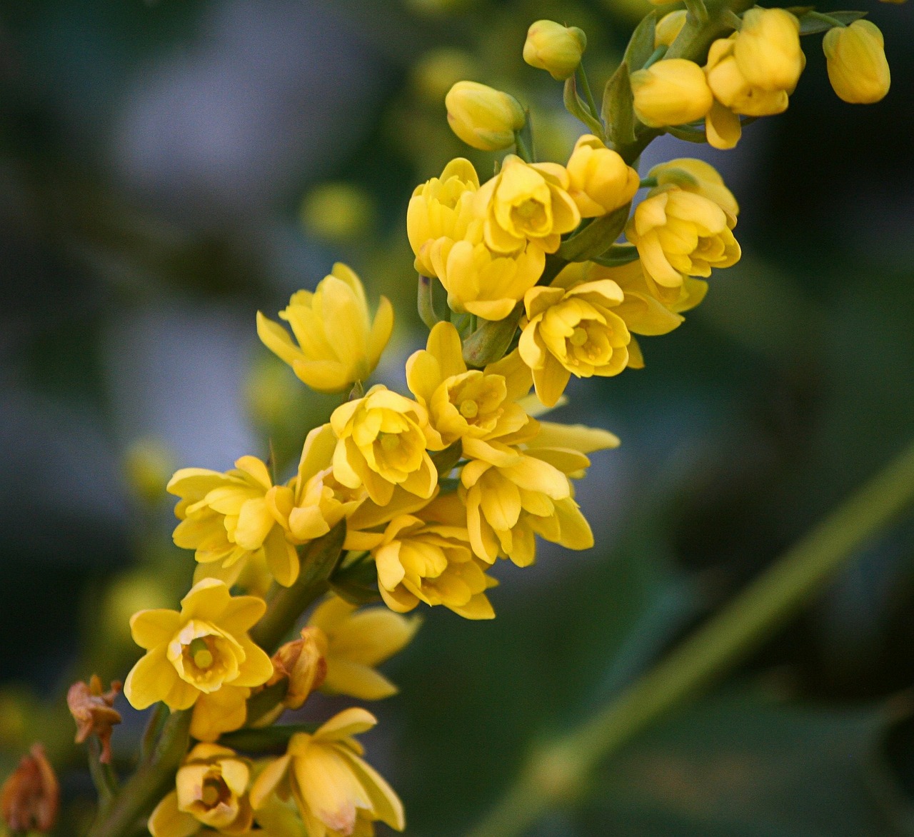 Oregon state flower,mahonia flowers,oregon grape holly,floral,plant