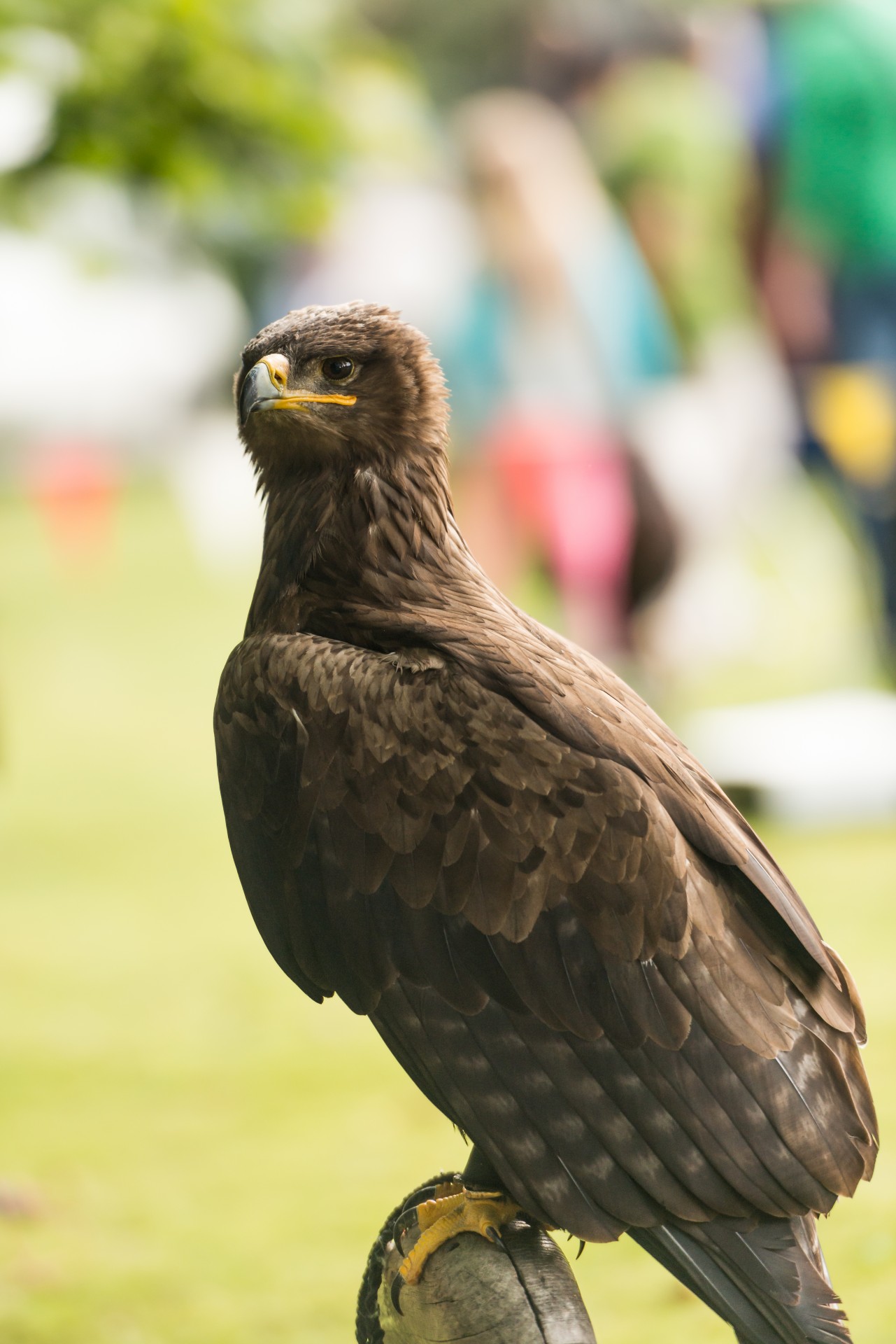 eagle bird wings free photo