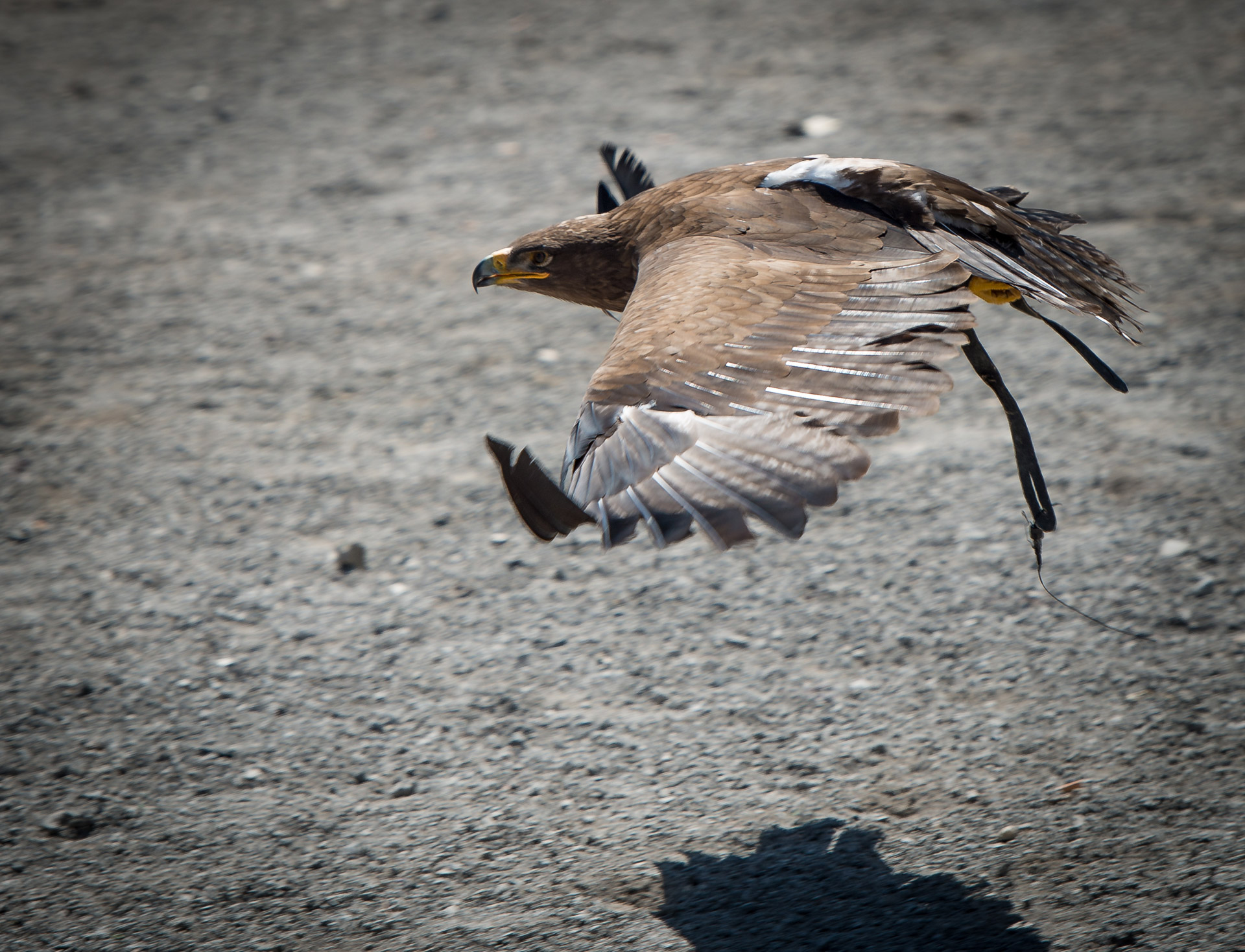 eagle portrait brown free photo