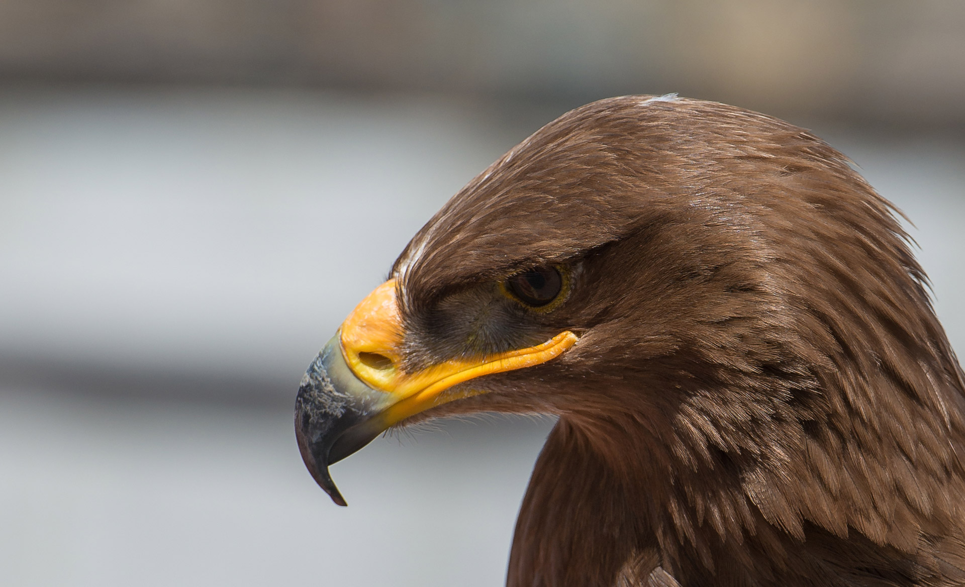 eagle portrait hawaii free photo