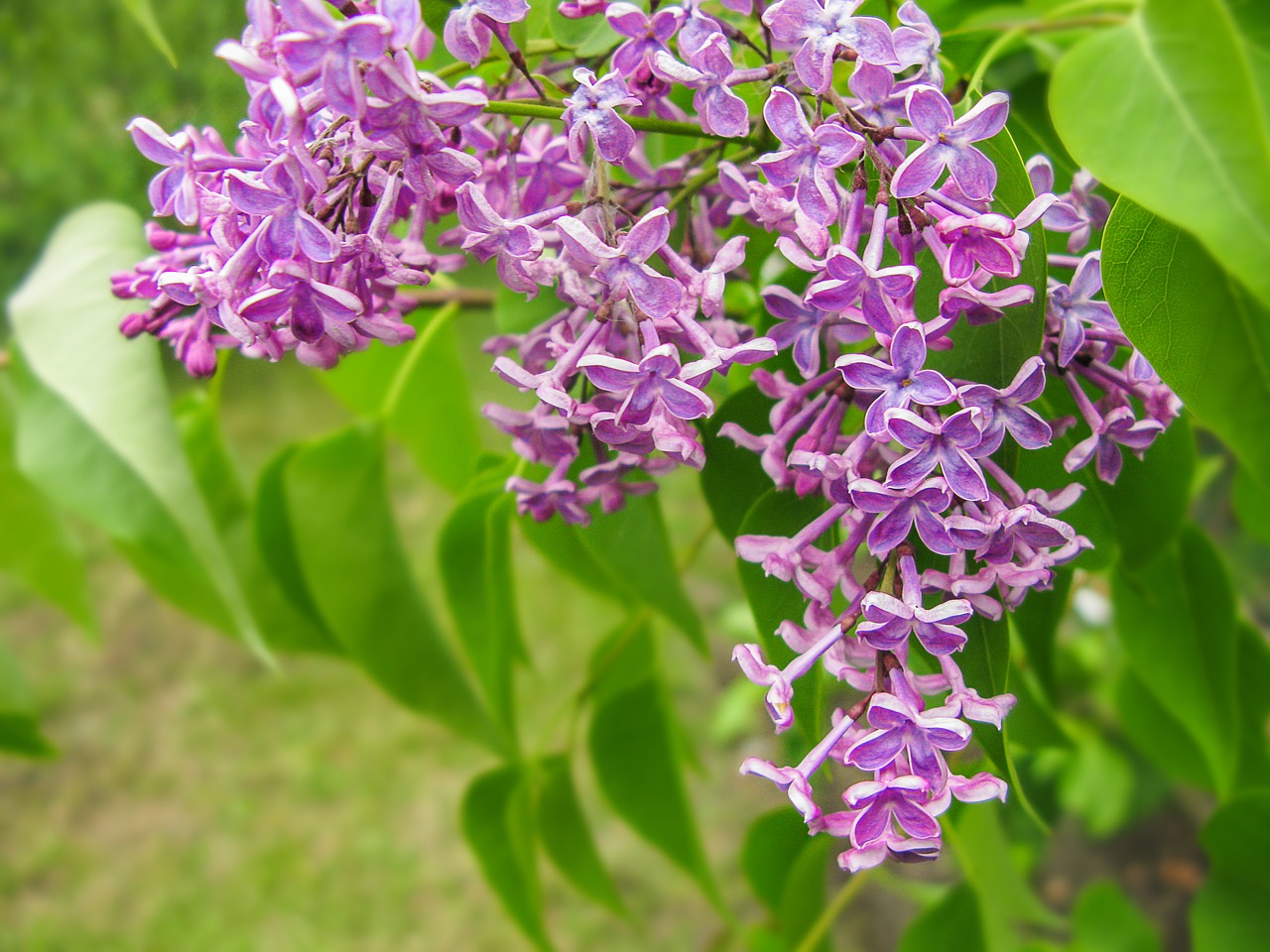 organ flower bush free photo