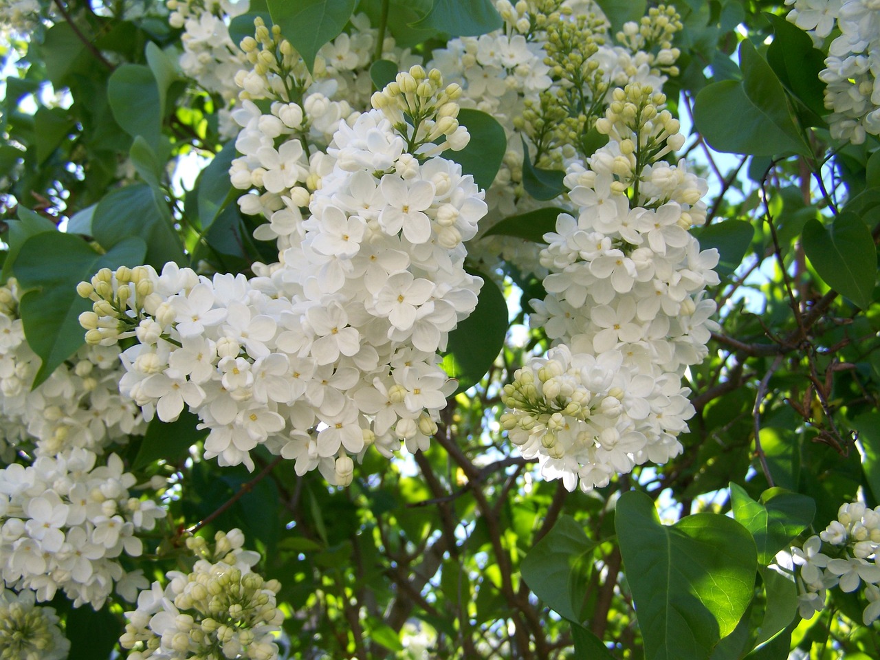 organ white flower spring flower free photo