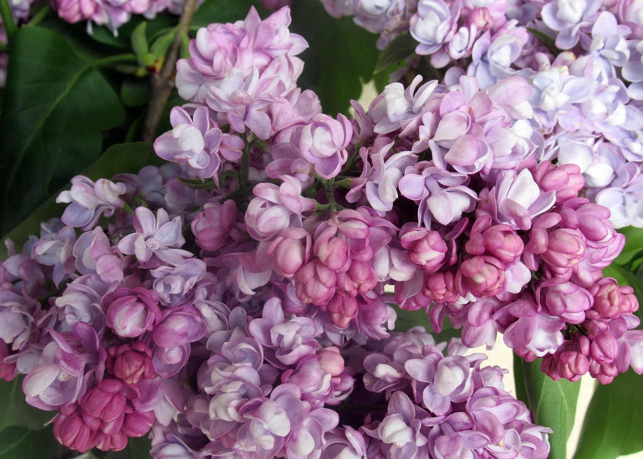 organ  flower  plant free photo