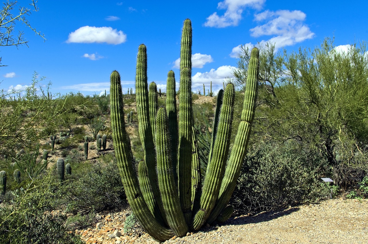 organ  pipe  cactus free photo