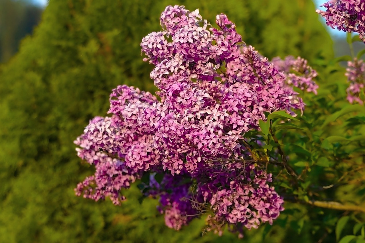 organ  flower  nature free photo