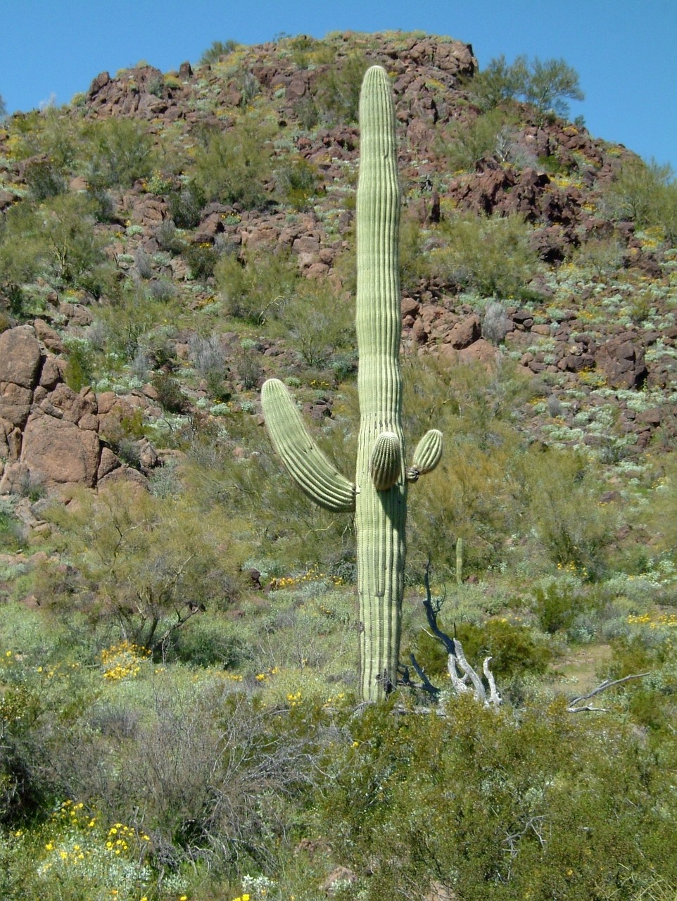 organ pipe organ pipe cactus national monument saguaro free photo