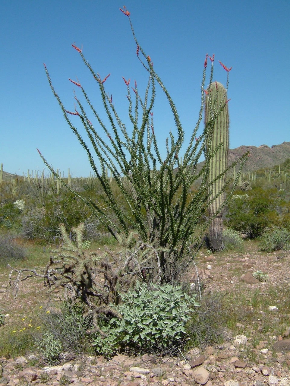 organ pipe organ pipe cactus national monument cactus free photo