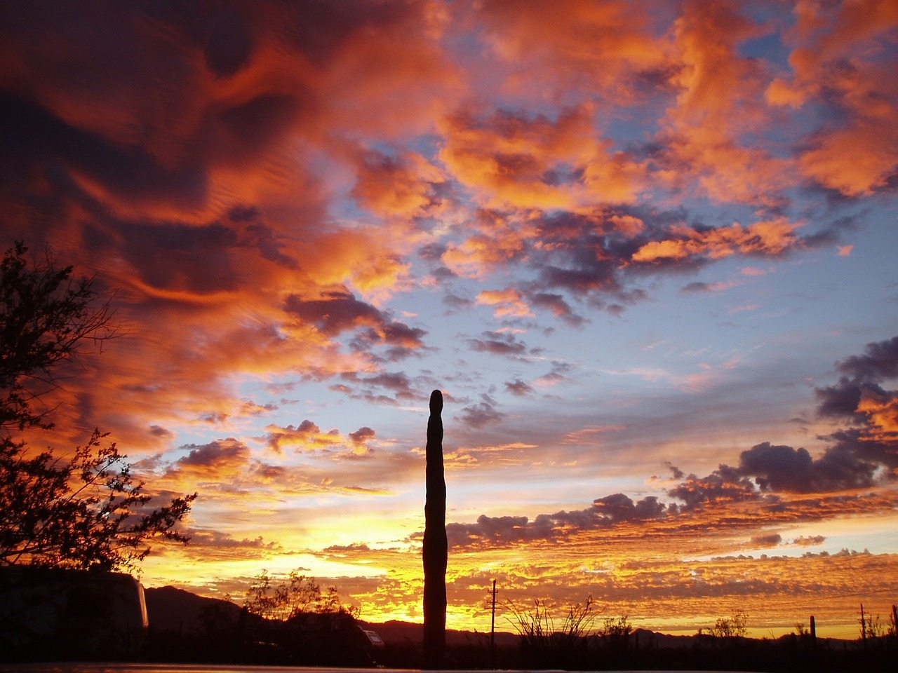 organ pipe cactus sunset silhouette free photo