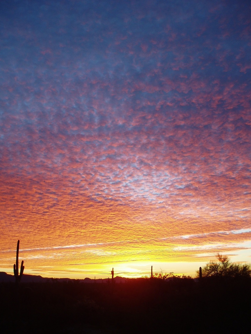 organ pipe cactus sunset silhouette free photo