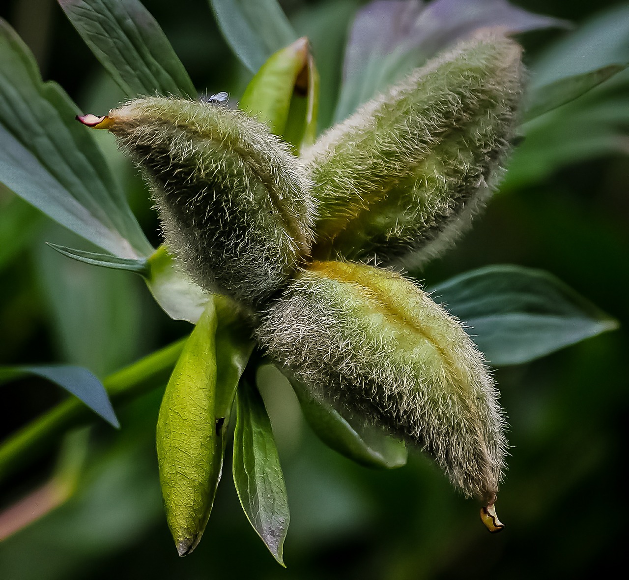 organic plant green free photo