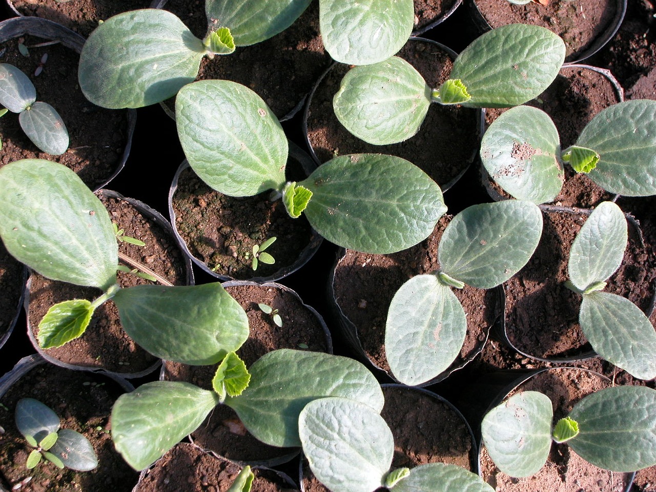 organic seedlings port free photo