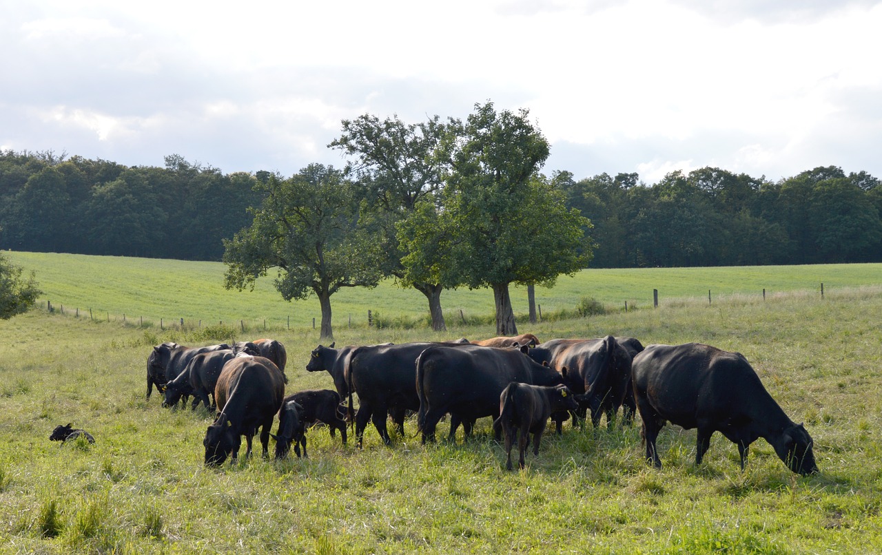 cows organic cows angus free photo