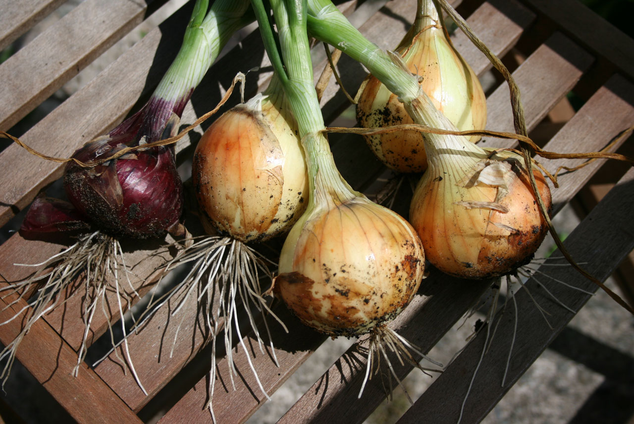 organic onions vegetable free photo